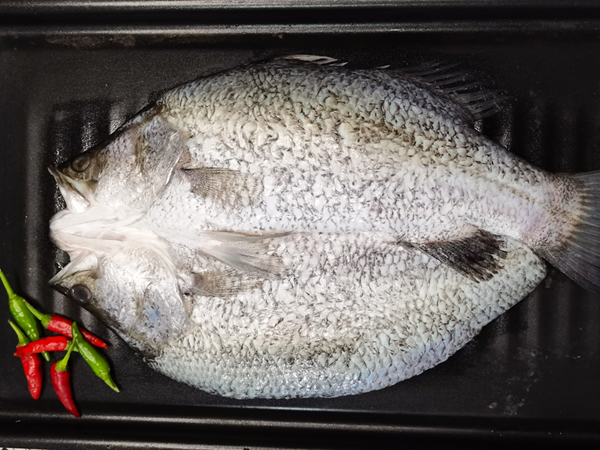 金晶斑魚（游龍斑、黑琥斑、蘇眉欖魚、盲曹魚、金目鱸魚、尖吻鱸魚）